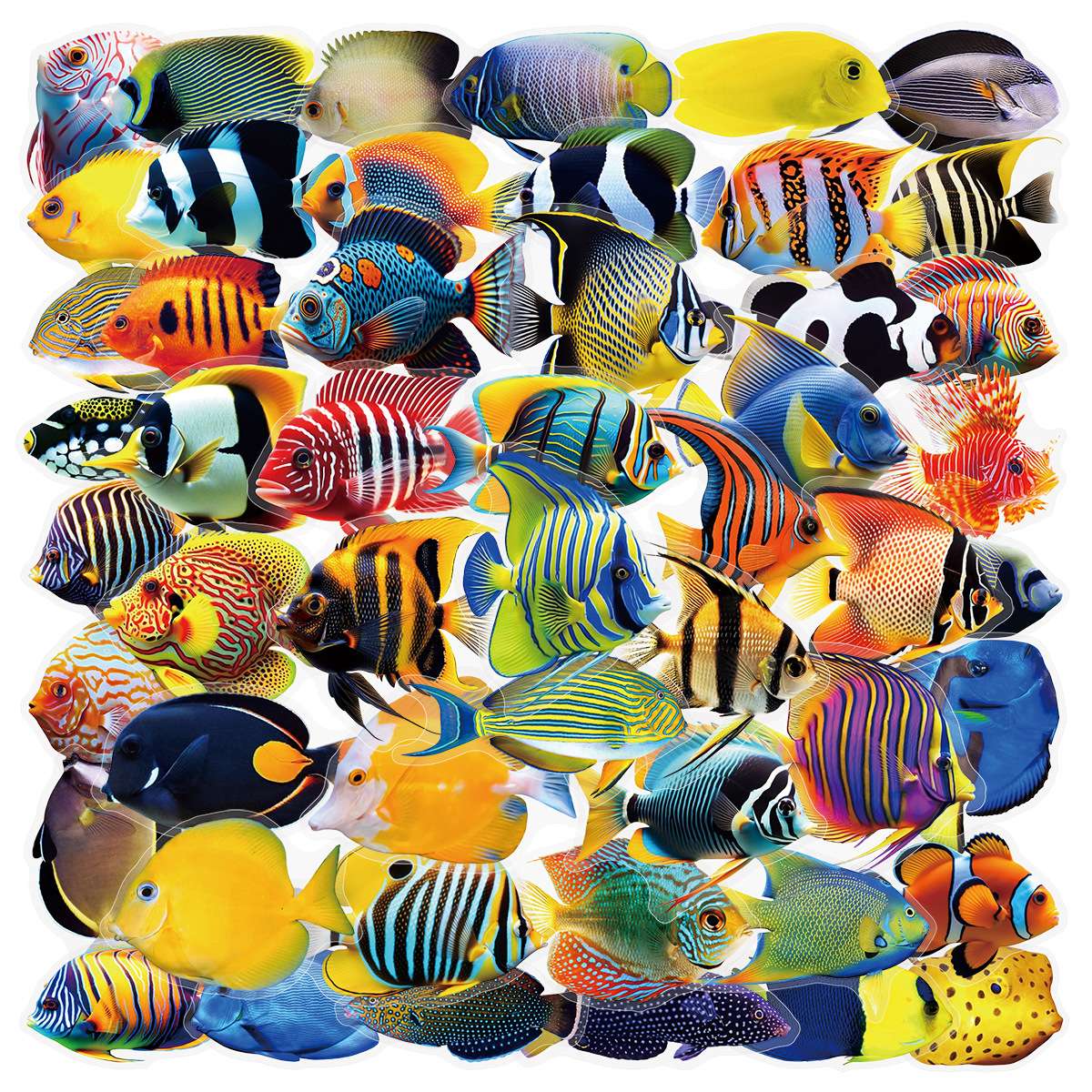 Marine Aquarium & Regional Centre Photos - 50/100 Pcs PET Transparent Marine Fish