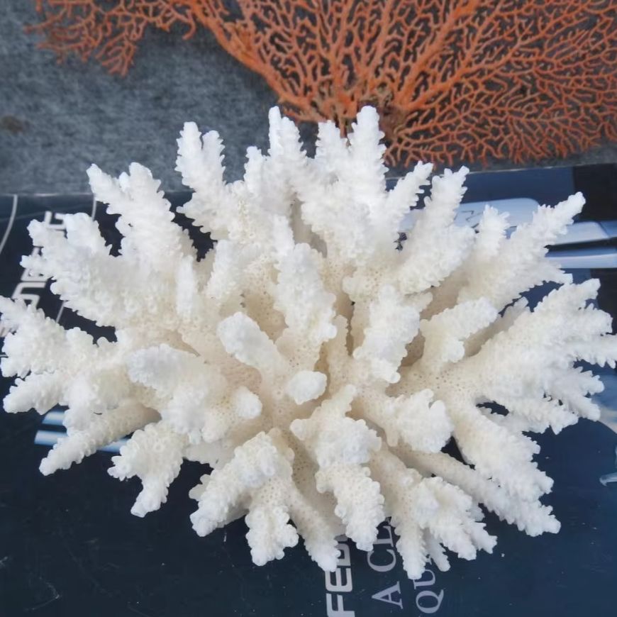 Marine Aquarium & Regional Centre Photos - 1pc Natural White Coral Cluster marine