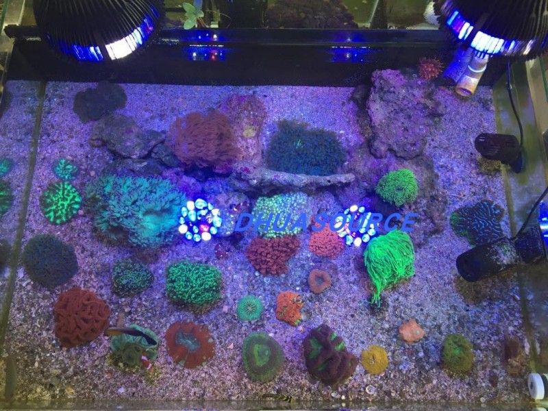 Full specturm LED Aquarium Ree - Marine Aquarium Led Lights ulasan dan harga