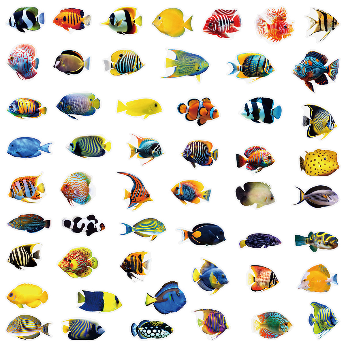 50/100 Pcs PET Transparent Mar - Marine Aquarium & Regional Centre Photos ulasan dan harga
