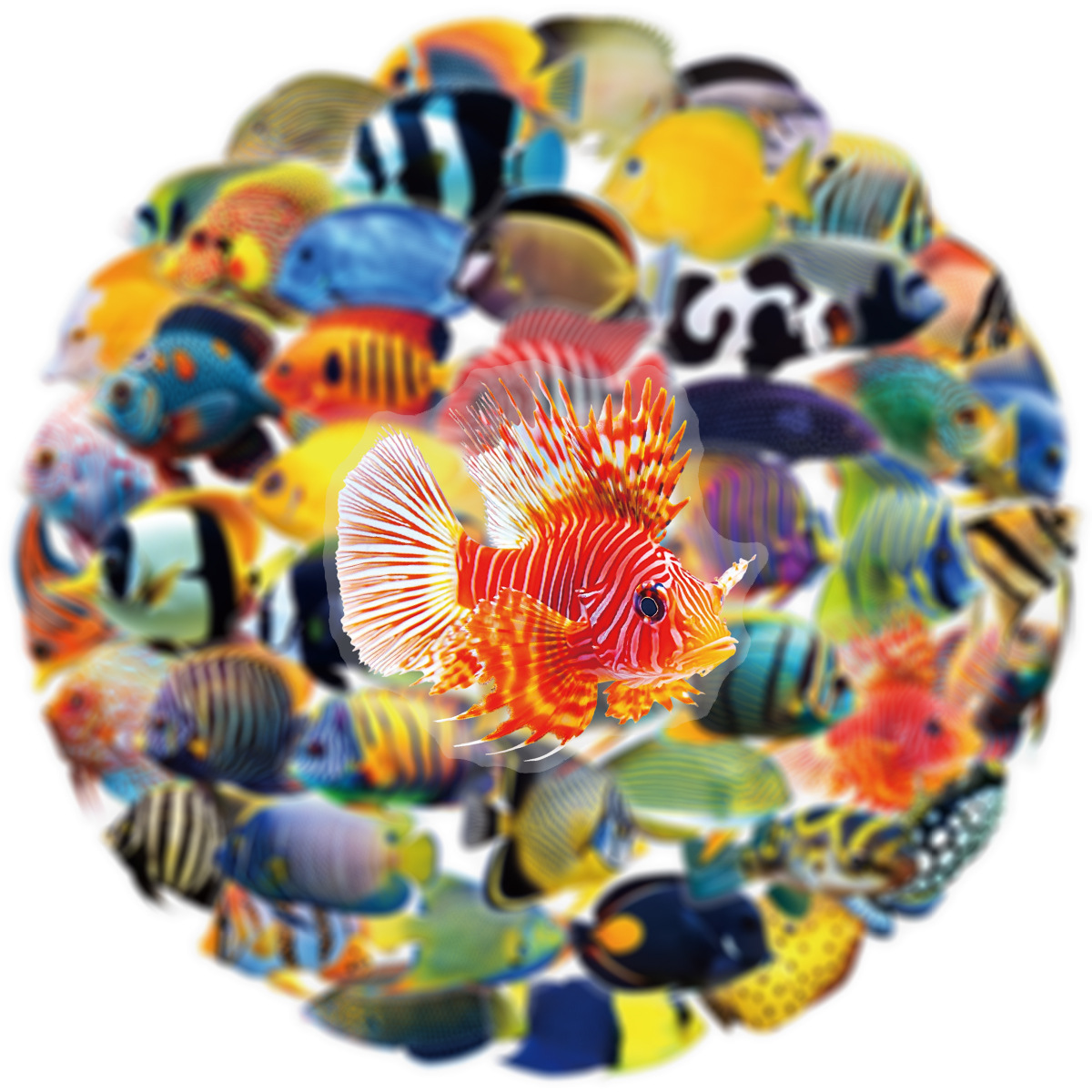 50/100 Pcs PET Transparent Mar - Marine Aquarium & Regional Centre Photos ulasan dan harga