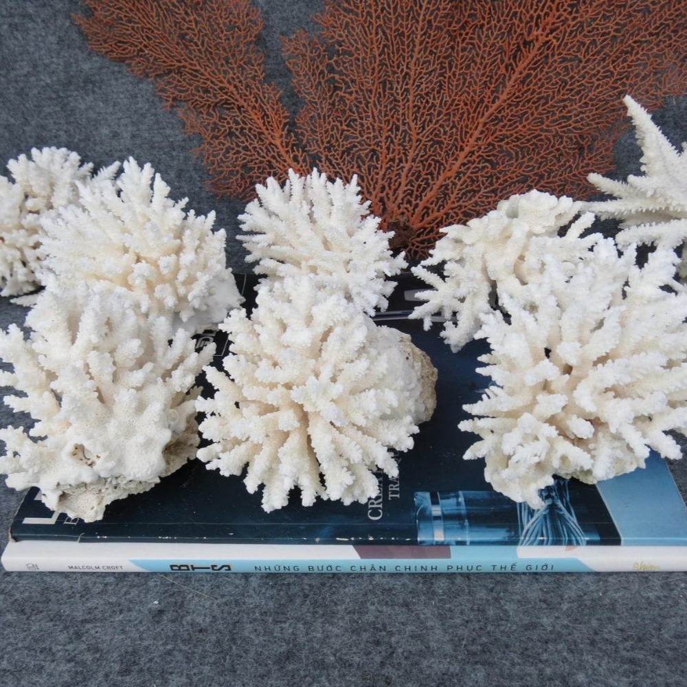 1pc Natural White Coral Cluste - Marine Aquarium & Regional Centre Photos ulasan dan harga