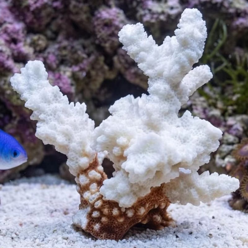 1pc Natural White Coral Cluste - Marine Aquarium & Regional Centre Photos ulasan dan harga