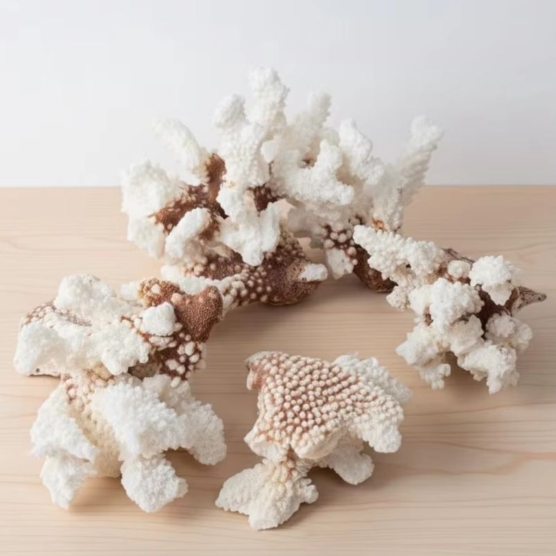 1pc Natural White Coral Cluste - Marine Aquarium & Regional Centre Photos ulasan dan harga