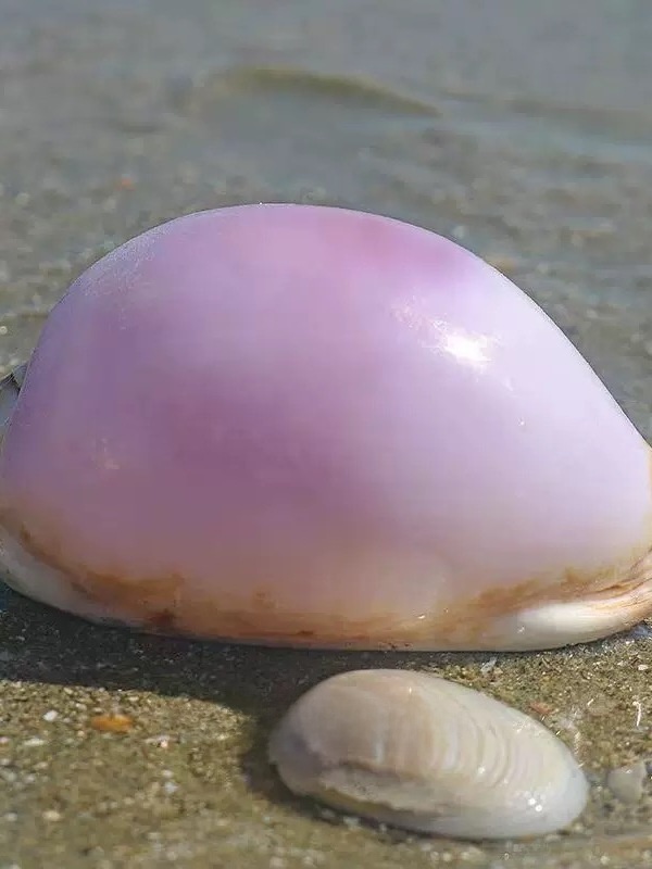 Rare l Sea Snail ell Aquarium  - Marine Aquarium & Regional Centre Photos ulasan dan harga