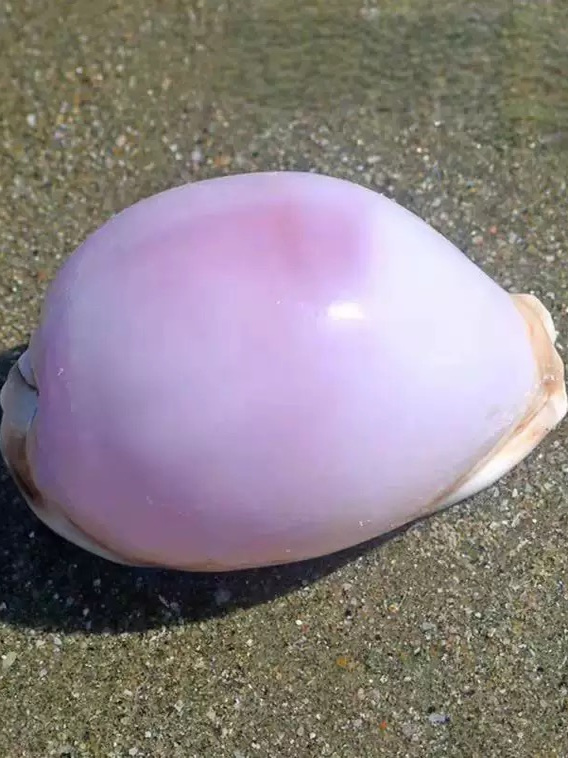 Rare l Sea Snail ell Aquarium  - Marine Aquarium & Regional Centre Photos ulasan dan harga