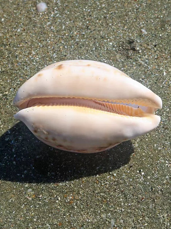 Rare l Sea Snail ell Aquarium  - Marine Aquarium & Regional Centre Photos ulasan dan harga